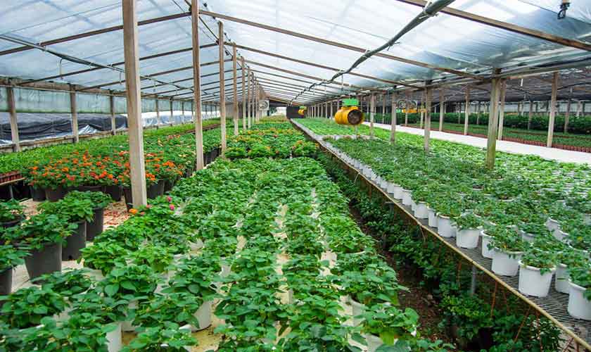 Green Pakistan Initiative Sowing Seeds of Prosperity Beyond Farming Green Pakistan Initiative Sowing Seeds of Prosperity Beyond Farming