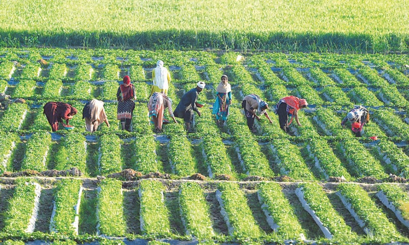 The Positive Role of Pakistan Army in Boosting Pakistan’s Agriculture