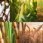 Pakistan’s shift to precision agriculture is a step toward economic resilience Pakistan’s shift to precision agriculture is a step toward economic resilience
