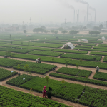 From Smog to Sanctuary: Pakistan’s Largest Nursery Takes Root From Smog to Sanctuary: Pakistan’s Largest Nursery Takes Root