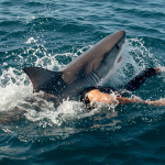 When Sharks Strike: Lessons from Sydney’s Latest Attack When Sharks Strike: Lessons from Sydney’s Latest Attack