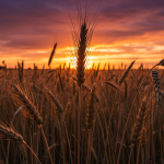 Azad Kashmir: Affordable Wheat, Secure Future Azad Kashmir: Affordable Wheat, Secure Future
