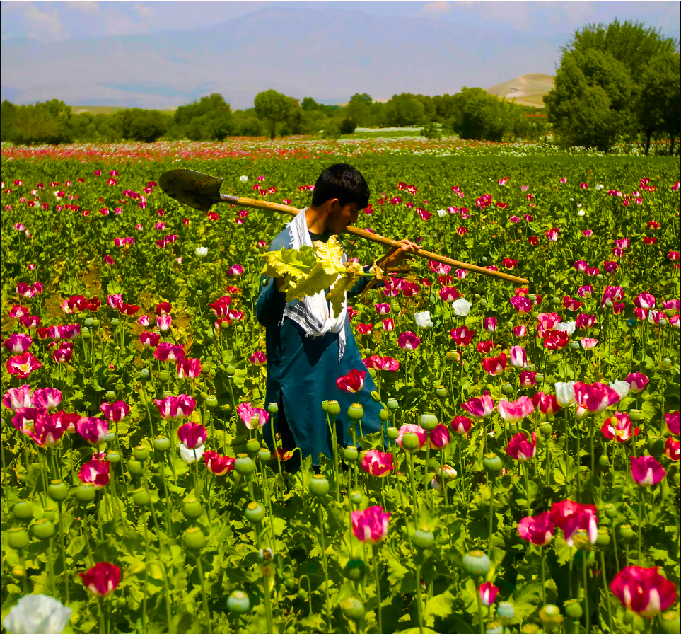 Pakistan’s Fight Against Afghanistan’s Synthetic Drug Surge Pakistan’s Fight Against Afghanistan’s Synthetic Drug Surge