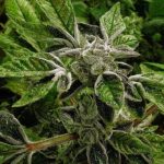 Federal Policy Shift: Trump Administration Reclassifies Medical Marijuana to Schedule III Federal Policy Shift: Trump Administration Reclassifies Medical Marijuana to Schedule III
