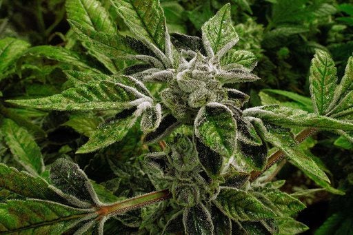 Federal Policy Shift: Trump Administration Reclassifies Medical Marijuana to Schedule III