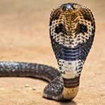 Exotic Peril: Tourist’s Cobra Demise Exposes Underbelly of South Asian Spectacle Tourism Exotic Peril: Tourist’s Cobra Demise Exposes Underbelly of South Asian Spectacle Tourism