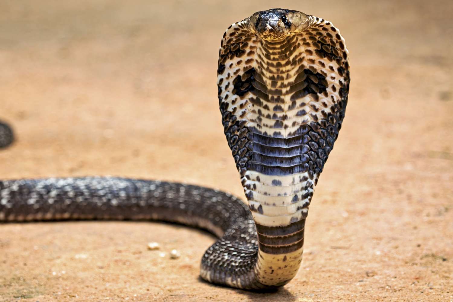 Exotic Peril: Tourist’s Cobra Demise Exposes Underbelly of South Asian Spectacle Tourism
