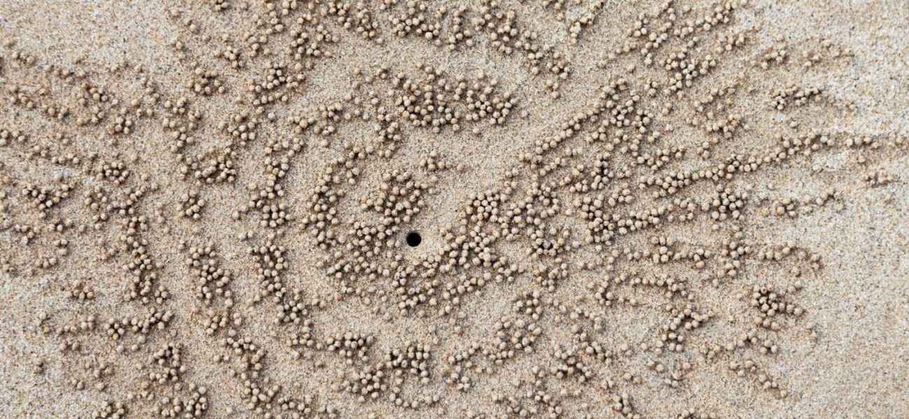 The Ephemeral Mark: When Policy’s Grand Designs Vanish Like Sand Spirals The Ephemeral Mark: When Policy’s Grand Designs Vanish Like Sand Spirals