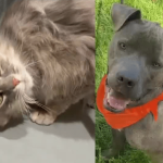 New Mexico Pet Adoption Spotlight: Daisy Mae the Cat and Luke the Puppy Seek Forever Homes New Mexico Pet Adoption Spotlight: Daisy Mae the Cat and Luke the Puppy Seek Forever Homes