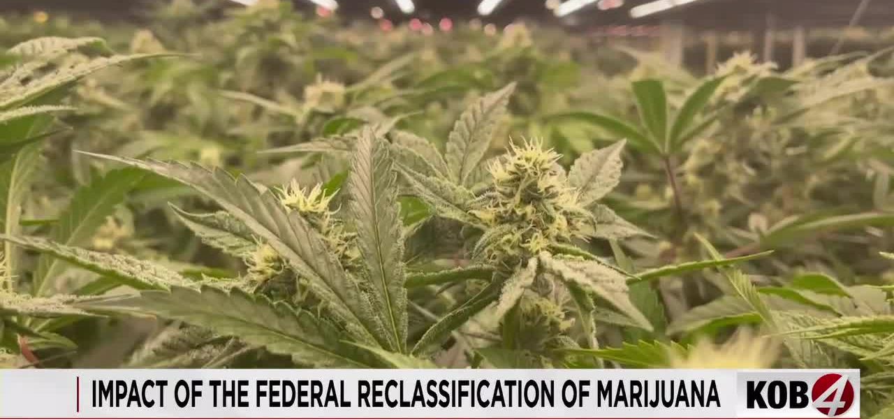 Federal Cannabis Shift Ignites Tax Relief Hopes, But Hurdles Remain for Green Economy Federal Cannabis Shift Ignites Tax Relief Hopes, But Hurdles Remain for Green Economy