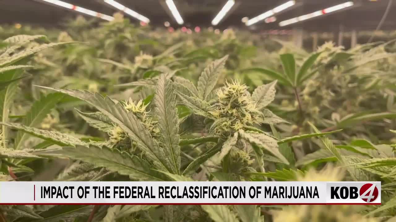 Federal Cannabis Shift Ignites Tax Relief Hopes, But Hurdles Remain for Green Economy