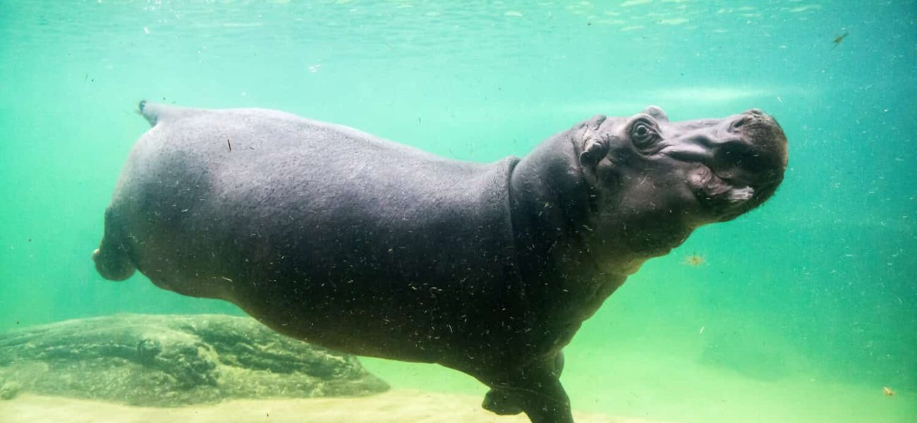 Colombia’s Bloated Legacy: Escobar’s Hippos Stoke a Bizarre Policy War Colombia’s Bloated Legacy: Escobar’s Hippos Stoke a Bizarre Policy War