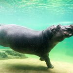 Colombia’s Bloated Legacy: Escobar’s Hippos Stoke a Bizarre Policy War Colombia’s Bloated Legacy: Escobar’s Hippos Stoke a Bizarre Policy War