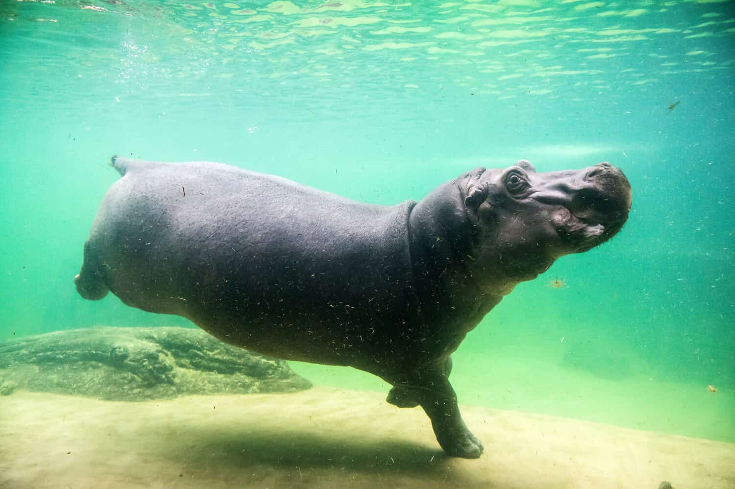 Colombia’s Bloated Legacy: Escobar’s Hippos Stoke a Bizarre Policy War