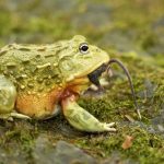 The Bullfrog Doctrine: When Strategic Inaction Outlasts Overwhelming Force The Bullfrog Doctrine: When Strategic Inaction Outlasts Overwhelming Force