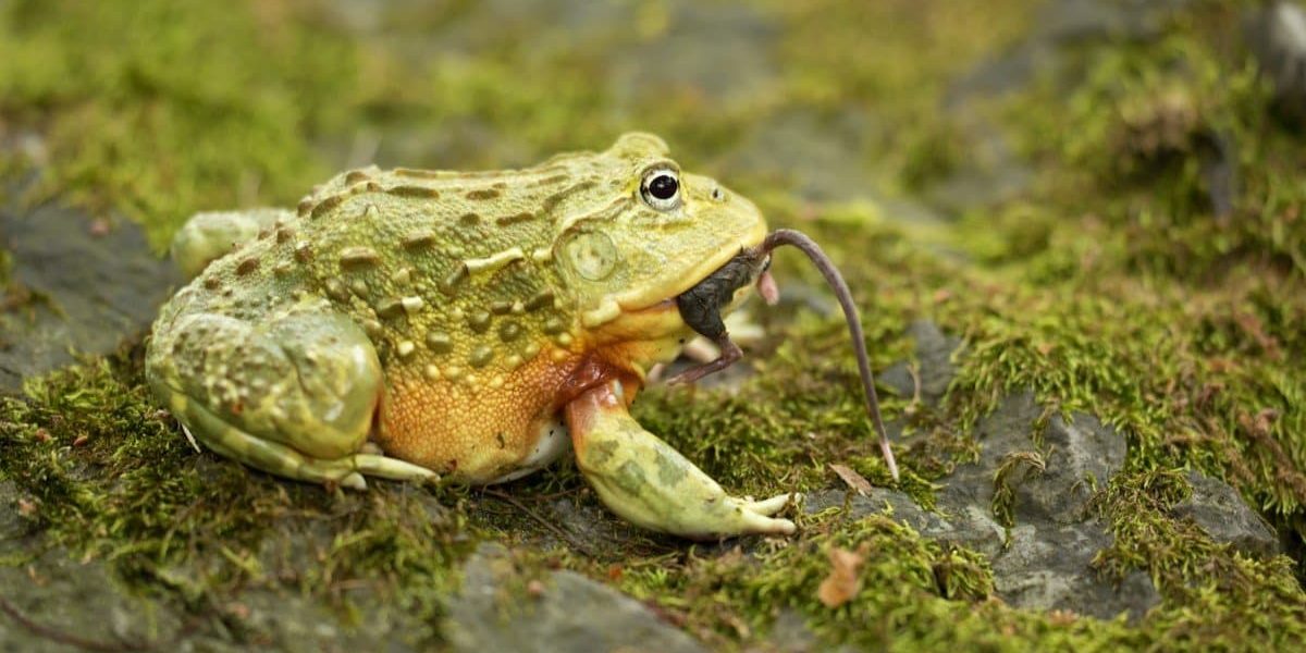 The Bullfrog’s Gambit: How Strategic Endurance Upends Conventional Power Dynamics The Bullfrog’s Gambit: How Strategic Endurance Upends Conventional Power Dynamics