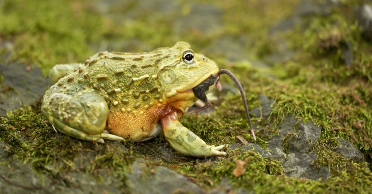 The Bullfrog’s Gambit: How Strategic Endurance Upends Conventional Power Dynamics