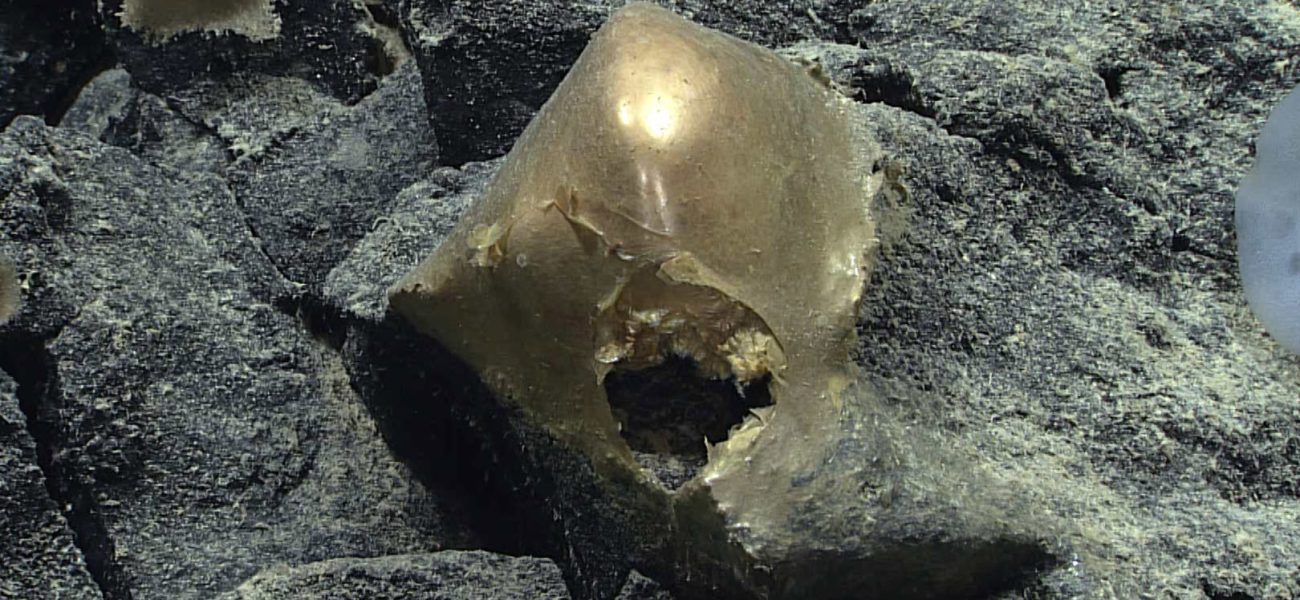 Deep Sea’s Golden Enigma: A Speck of Ocean Dust, Two Years in the Making Deep Sea’s Golden Enigma: A Speck of Ocean Dust, Two Years in the Making