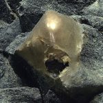 Deep Sea’s Golden Enigma: A Speck of Ocean Dust, Two Years in the Making Deep Sea’s Golden Enigma: A Speck of Ocean Dust, Two Years in the Making