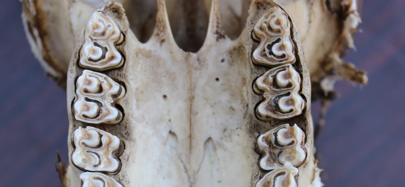 Ancient Fossil Teeth Reveal Pivotal Environmental Shifts in Early Hominin Evolution Ancient Fossil Teeth Reveal Pivotal Environmental Shifts in Early Hominin Evolution