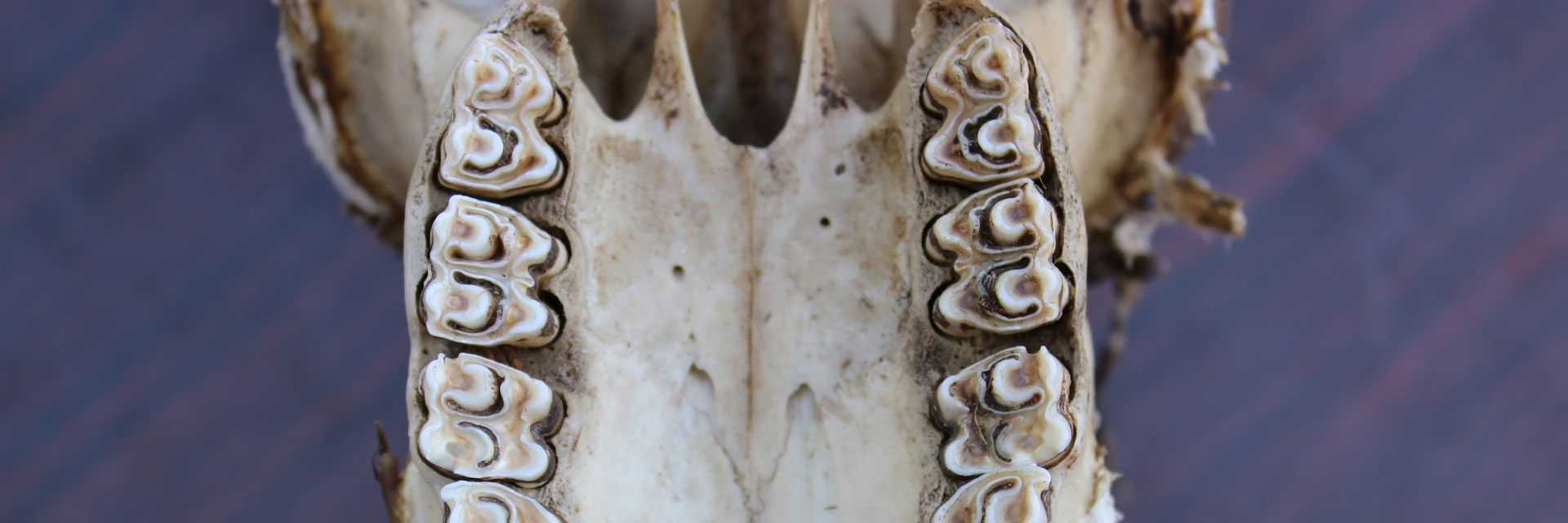 Ancient Fossil Teeth Reveal Pivotal Environmental Shifts in Early Hominin Evolution