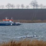 Humpback Whale Successfully Freed After Stranding on Germany’s Baltic Coast Humpback Whale Successfully Freed After Stranding on Germany’s Baltic Coast