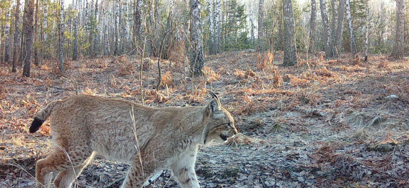 Chernobyl’s Wildlife Resurgence: Nature’s Remarkable Resilience in the Exclusion Zone