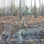 Chernobyl’s Wildlife Resurgence: Nature’s Remarkable Resilience in the Exclusion Zone Chernobyl’s Wildlife Resurgence: Nature’s Remarkable Resilience in the Exclusion Zone
