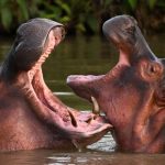 From Narco-Legacy to Philanthropic Frontier: Ambani Scion Eyes Escobar’s Hippos From Narco-Legacy to Philanthropic Frontier: Ambani Scion Eyes Escobar’s Hippos