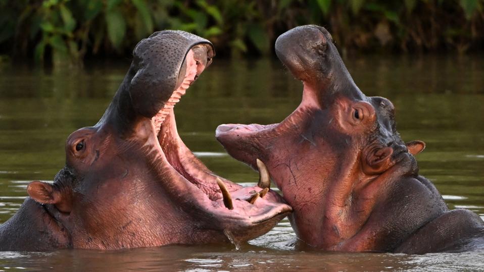 From Narco-Legacy to Philanthropic Frontier: Ambani Scion Eyes Escobar’s Hippos