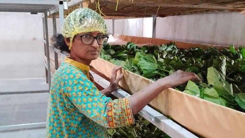 India’s Quiet Silk Revolution: Weaving a New Economic Future from Lab Coats to Looms