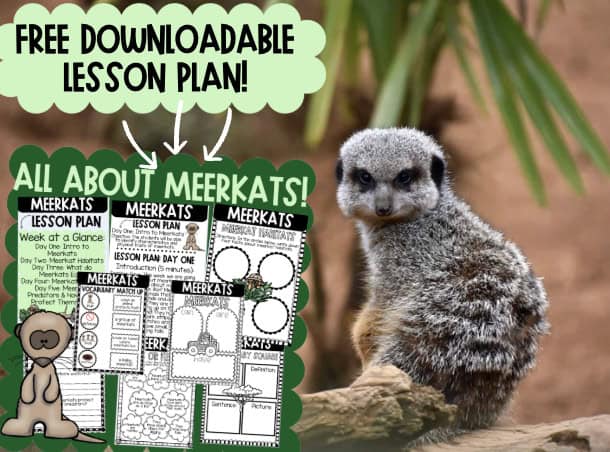 Free Meerkat Unit Plan: Engaging Wildlife Education for Kids and Homeschoolers Free Meerkat Unit Plan: Engaging Wildlife Education for Kids and Homeschoolers