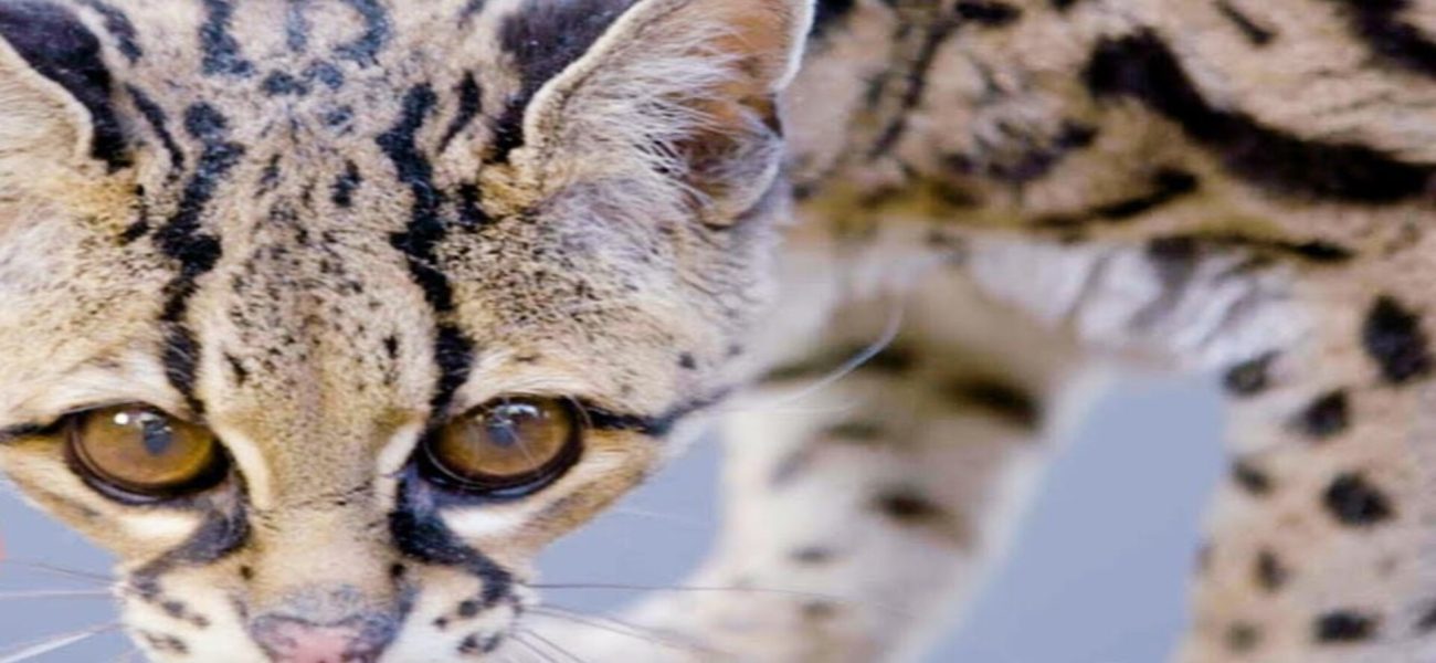 Endangered Margay ‘Button’: Urgent Call for Tree-Dwelling Wildcat Conservation in Latin America Endangered Margay ‘Button’: Urgent Call for Tree-Dwelling Wildcat Conservation in Latin America