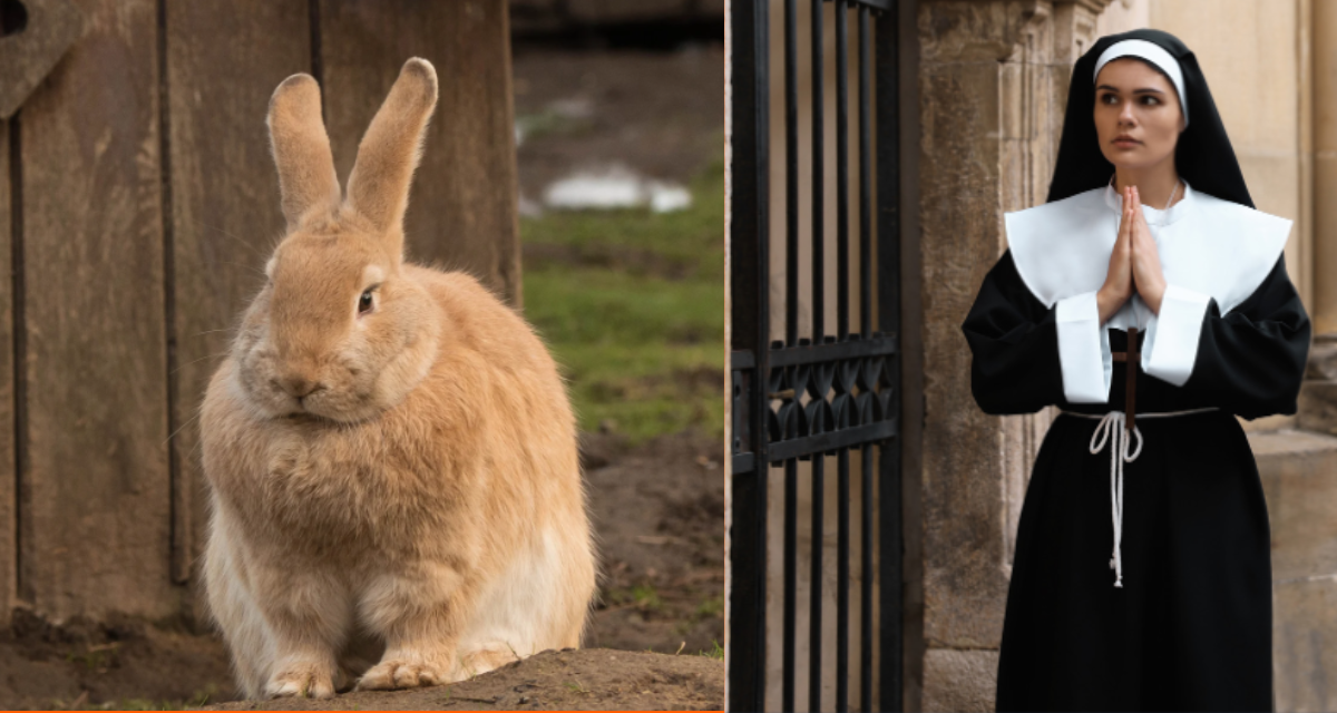 Cloistered Conservation: Spanish Nuns’ Quixotic Quest to Save a Giant Rabbit Cloistered Conservation: Spanish Nuns’ Quixotic Quest to Save a Giant Rabbit