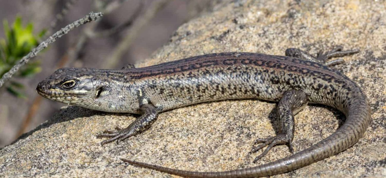 Australia’s Ghost Skink: Decades of Misidentification Shroud a Species’ Silent Demise Australia’s Ghost Skink: Decades of Misidentification Shroud a Species’ Silent Demise