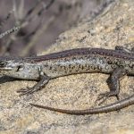 Australia’s Ghost Skink: Decades of Misidentification Shroud a Species’ Silent Demise Australia’s Ghost Skink: Decades of Misidentification Shroud a Species’ Silent Demise