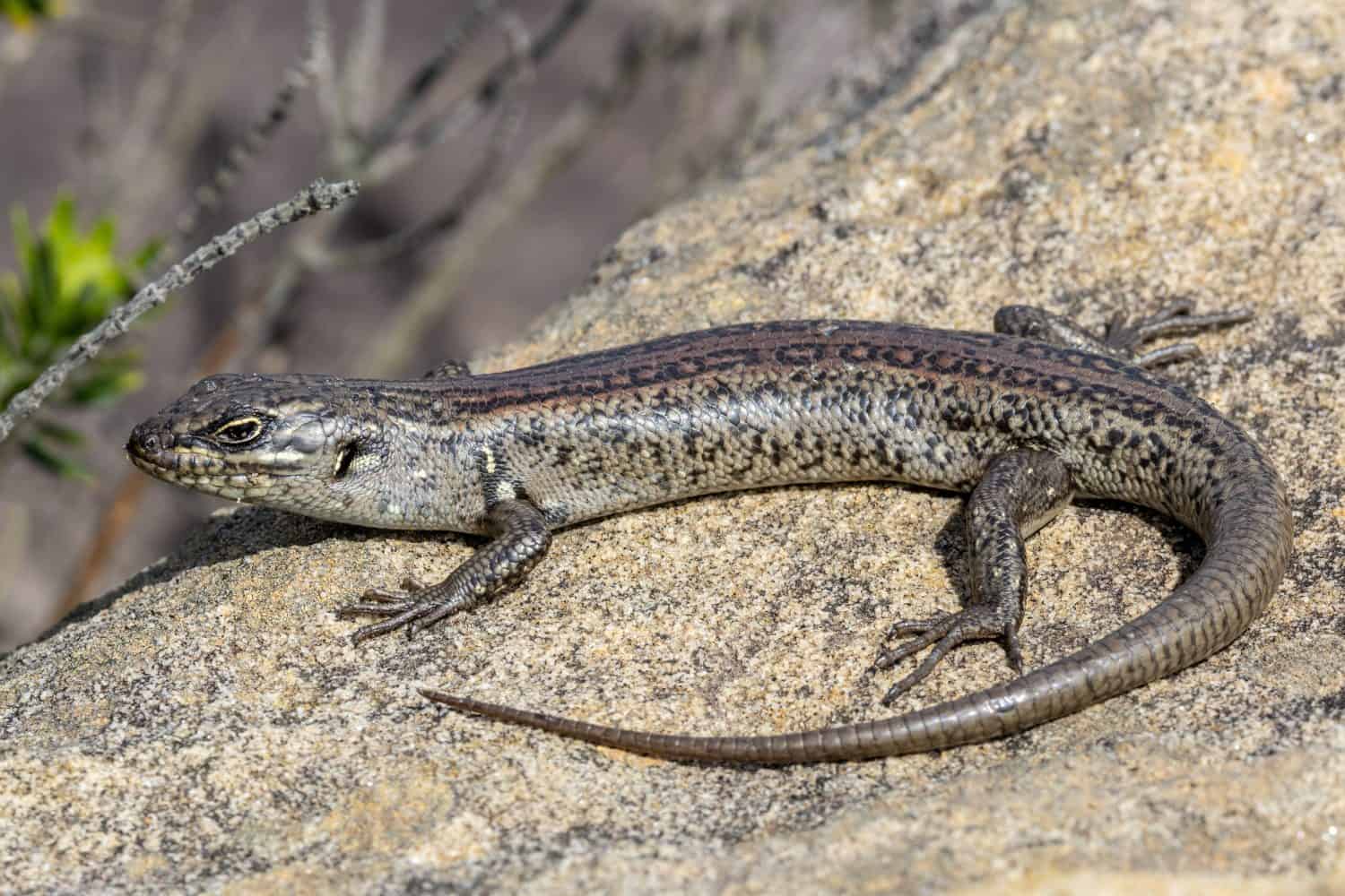 Australia’s Ghost Skink: Decades of Misidentification Shroud a Species’ Silent Demise