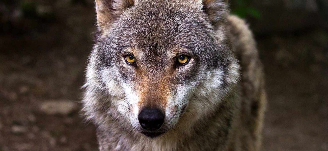 Wildlife Authorities Condemn Second Mass Wolf Poisoning, Urge End to Illegal Vigilante Killings Wildlife Authorities Condemn Second Mass Wolf Poisoning, Urge End to Illegal Vigilante Killings