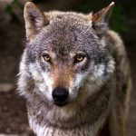 Wildlife Authorities Condemn Second Mass Wolf Poisoning, Urge End to Illegal Vigilante Killings Wildlife Authorities Condemn Second Mass Wolf Poisoning, Urge End to Illegal Vigilante Killings