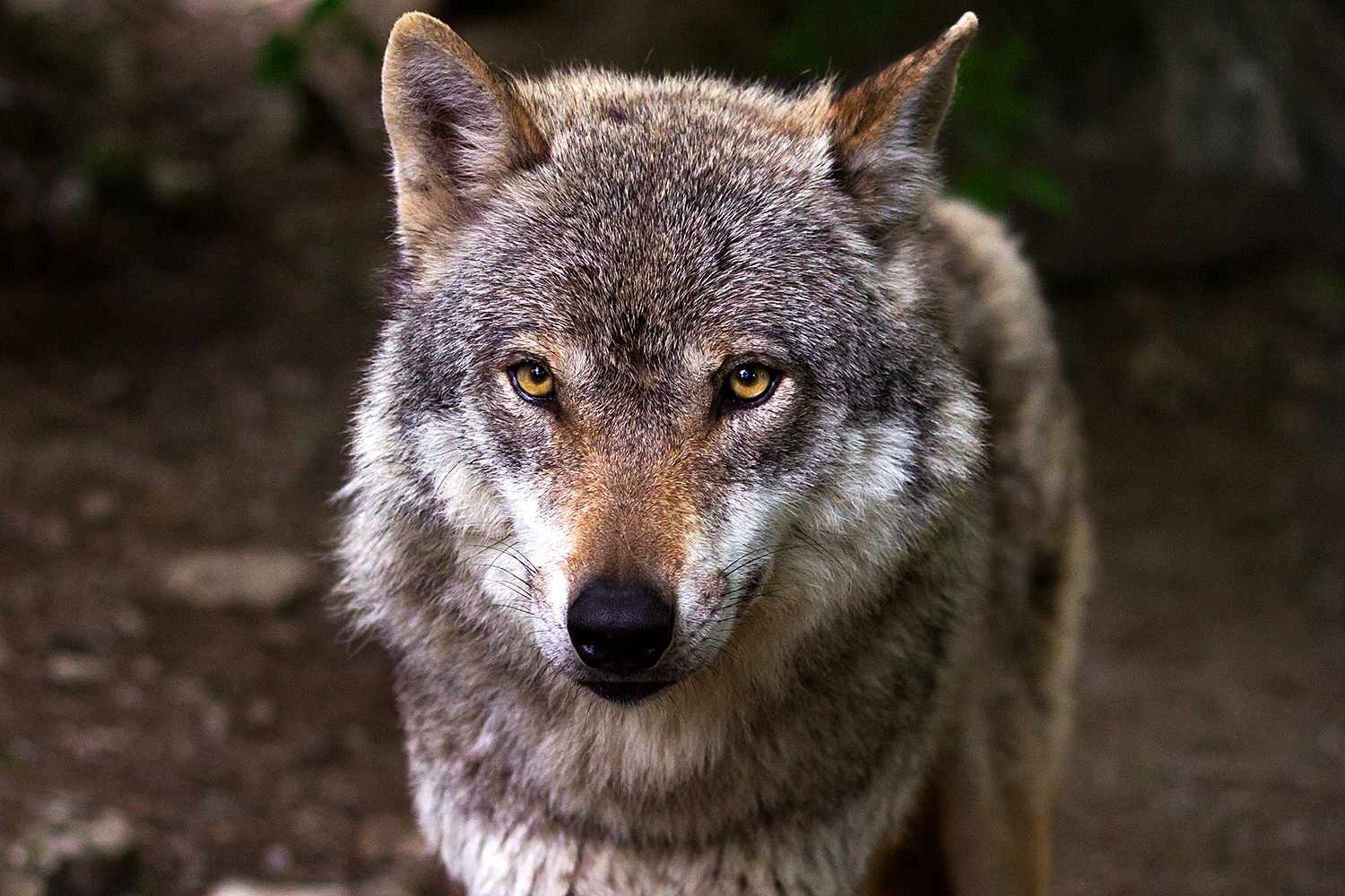 Wildlife Authorities Condemn Second Mass Wolf Poisoning, Urge End to Illegal Vigilante Killings Wildlife Authorities Condemn Second Mass Wolf Poisoning, Urge End to Illegal Vigilante Killings