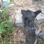Canine & Consequence: Albuquerque’s K-9 Arrest Underscores Evolving Policing, Persistent Pursuit Peril Canine & Consequence: Albuquerque’s K-9 Arrest Underscores Evolving Policing, Persistent Pursuit Peril