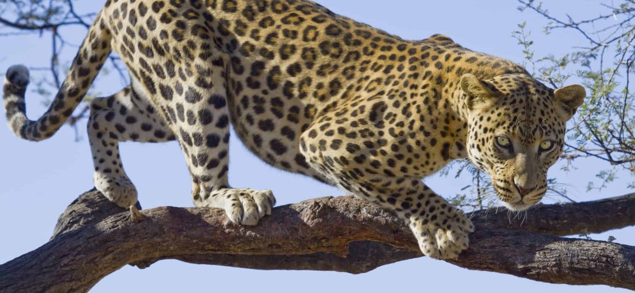 African Predator Showdown: Leopard and Lion’s Epic Tree Battle Ends in Shocking Fall African Predator Showdown: Leopard and Lion’s Epic Tree Battle Ends in Shocking Fall