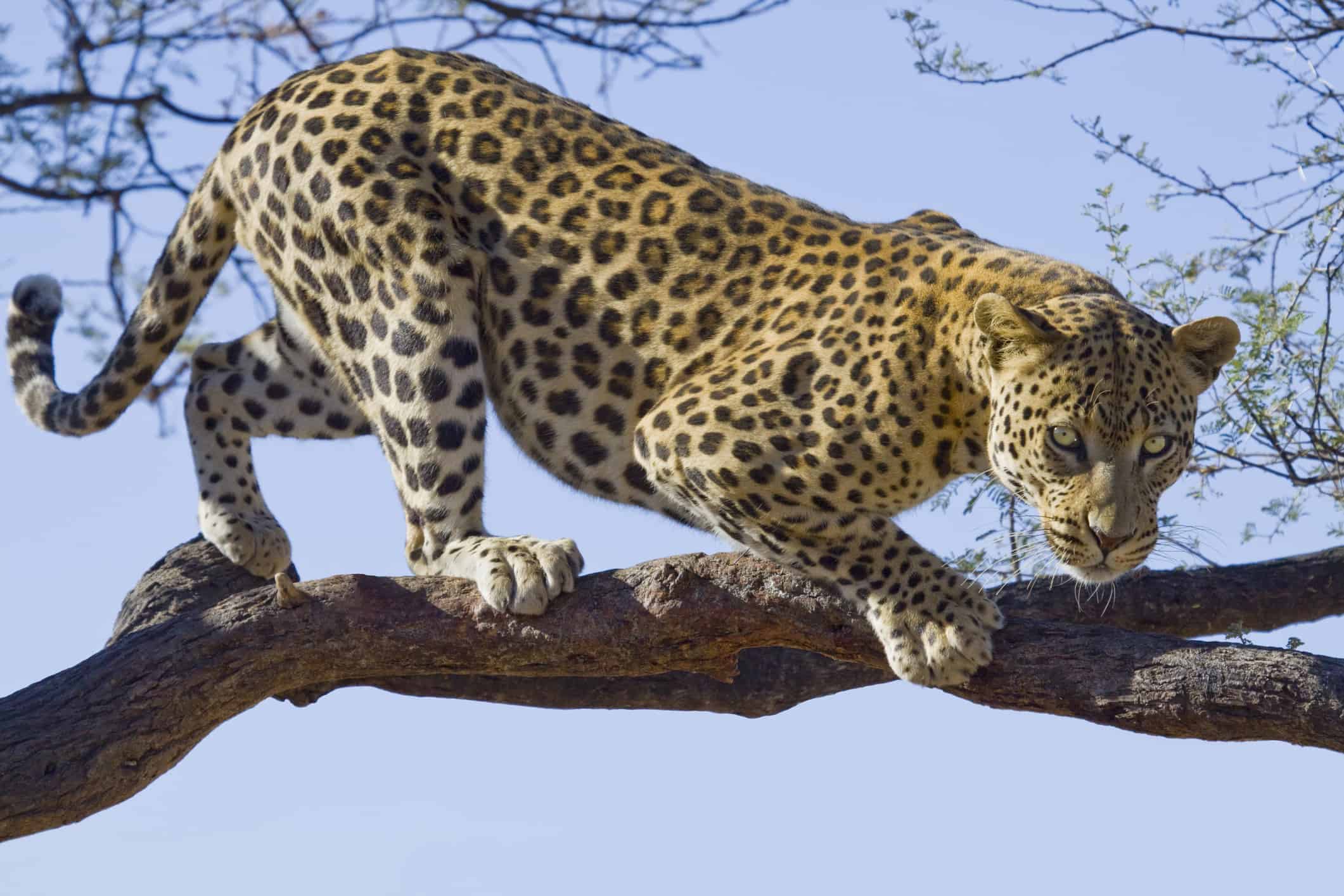 African Predator Showdown: Leopard and Lion’s Epic Tree Battle Ends in Shocking Fall African Predator Showdown: Leopard and Lion’s Epic Tree Battle Ends in Shocking Fall