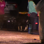 Tijuana Woman Faces 44 Cruelty Counts After Massive Animal Rescue Operation Tijuana Woman Faces 44 Cruelty Counts After Massive Animal Rescue Operation