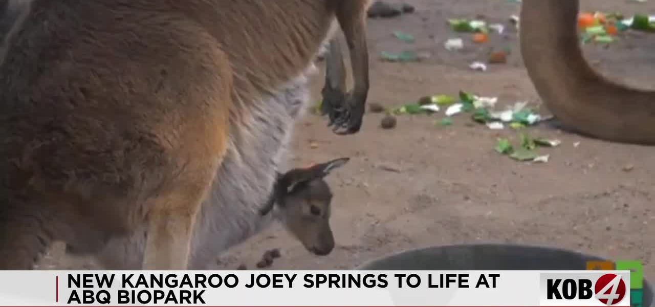 New Mexico’s Arid Paradox: A Kangaroo’s Debut Ignites Debate on Conservation’s True Cost New Mexico’s Arid Paradox: A Kangaroo’s Debut Ignites Debate on Conservation’s True Cost
