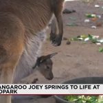 New Mexico’s Arid Paradox: A Kangaroo’s Debut Ignites Debate on Conservation’s True Cost New Mexico’s Arid Paradox: A Kangaroo’s Debut Ignites Debate on Conservation’s True Cost