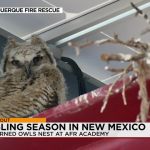 Great Horned Owls Fledge at Albuquerque Fire Academy: Fourth Annual Nesting Event Great Horned Owls Fledge at Albuquerque Fire Academy: Fourth Annual Nesting Event