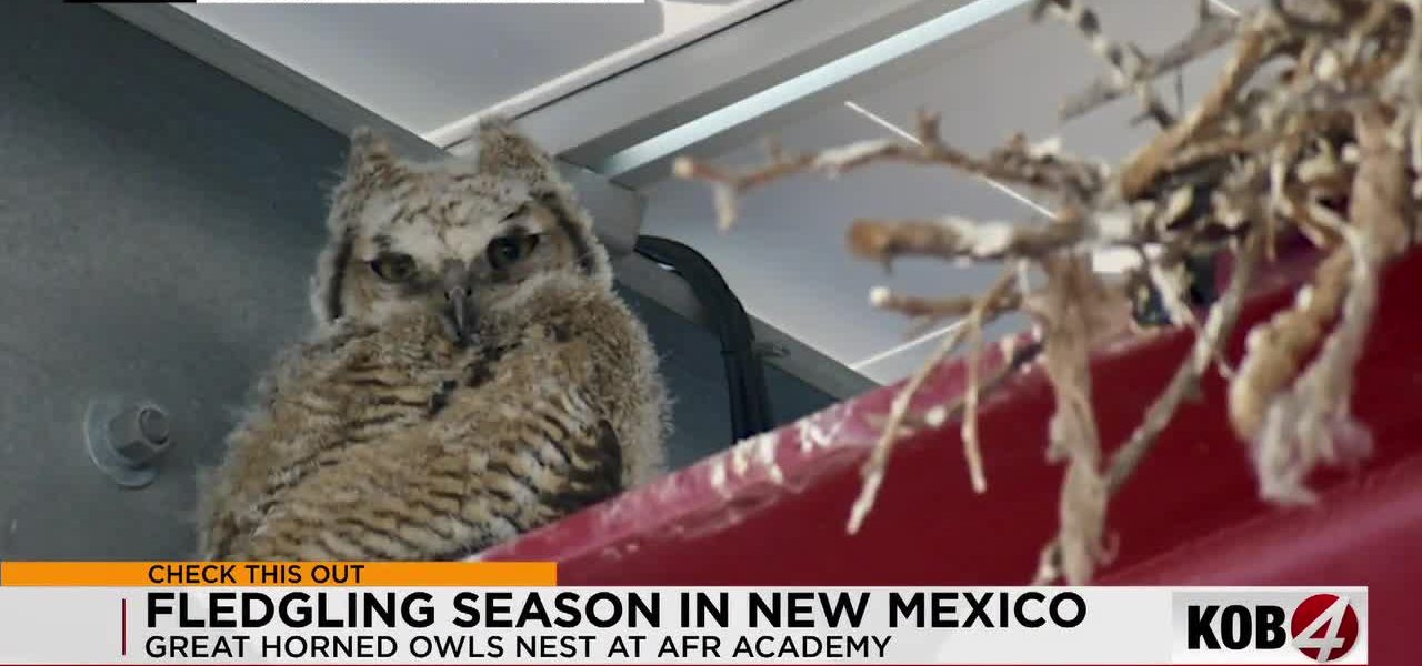 Great Horned Owls Return to Albuquerque Fire Academy for Fourth Consecutive Fledgling Season