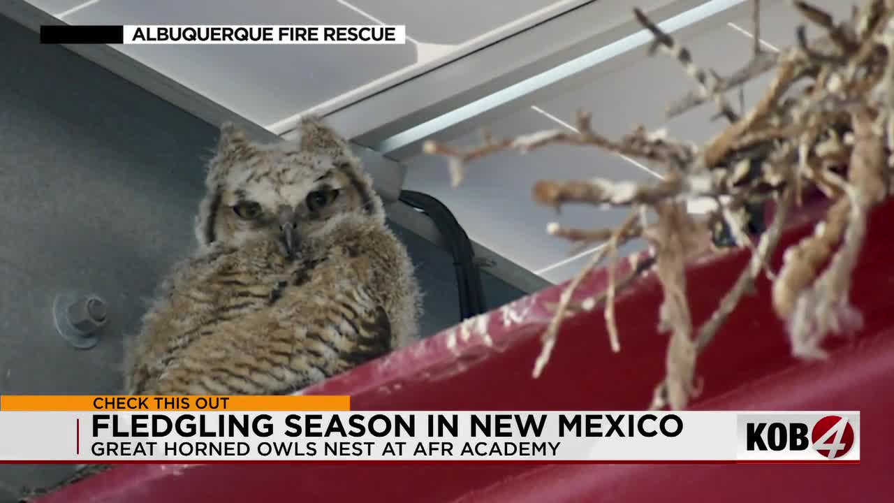 Great Horned Owls Return to Albuquerque Fire Academy for Fourth Consecutive Fledgling Season