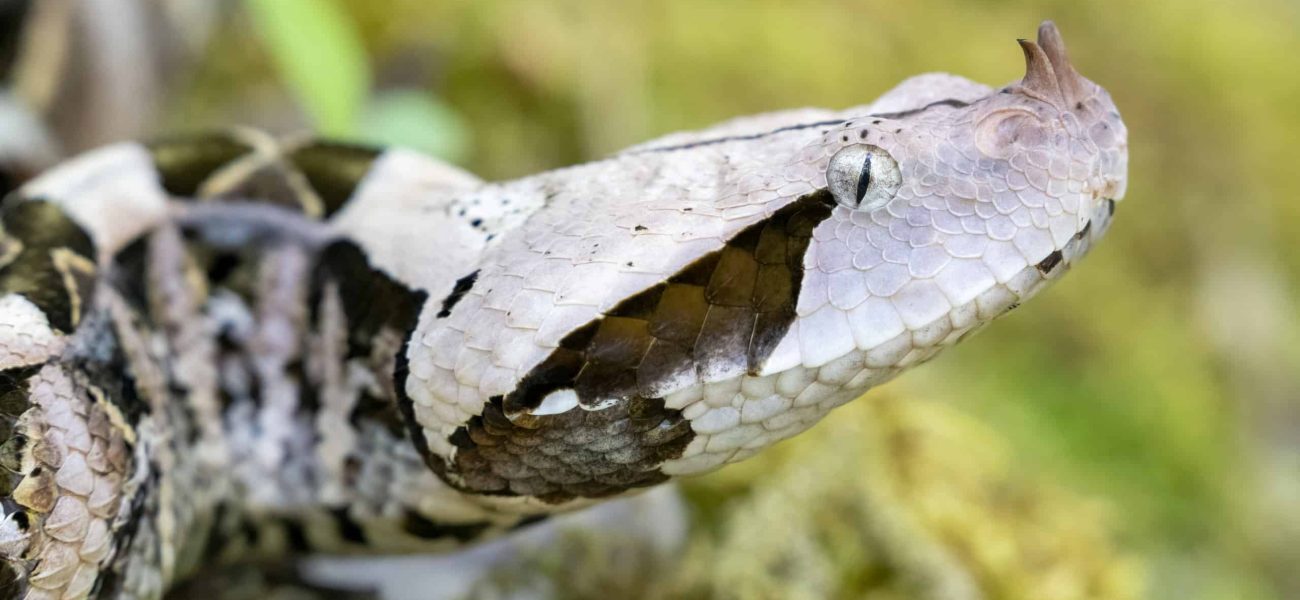 Gaboon Viper Strike Mechanics: High-Speed Footage Reveals Unseen Predatory Precision Gaboon Viper Strike Mechanics: High-Speed Footage Reveals Unseen Predatory Precision
